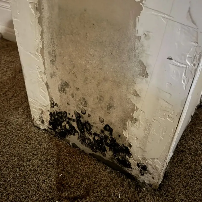 Professional Mold Removal in Lake Worth, TX
